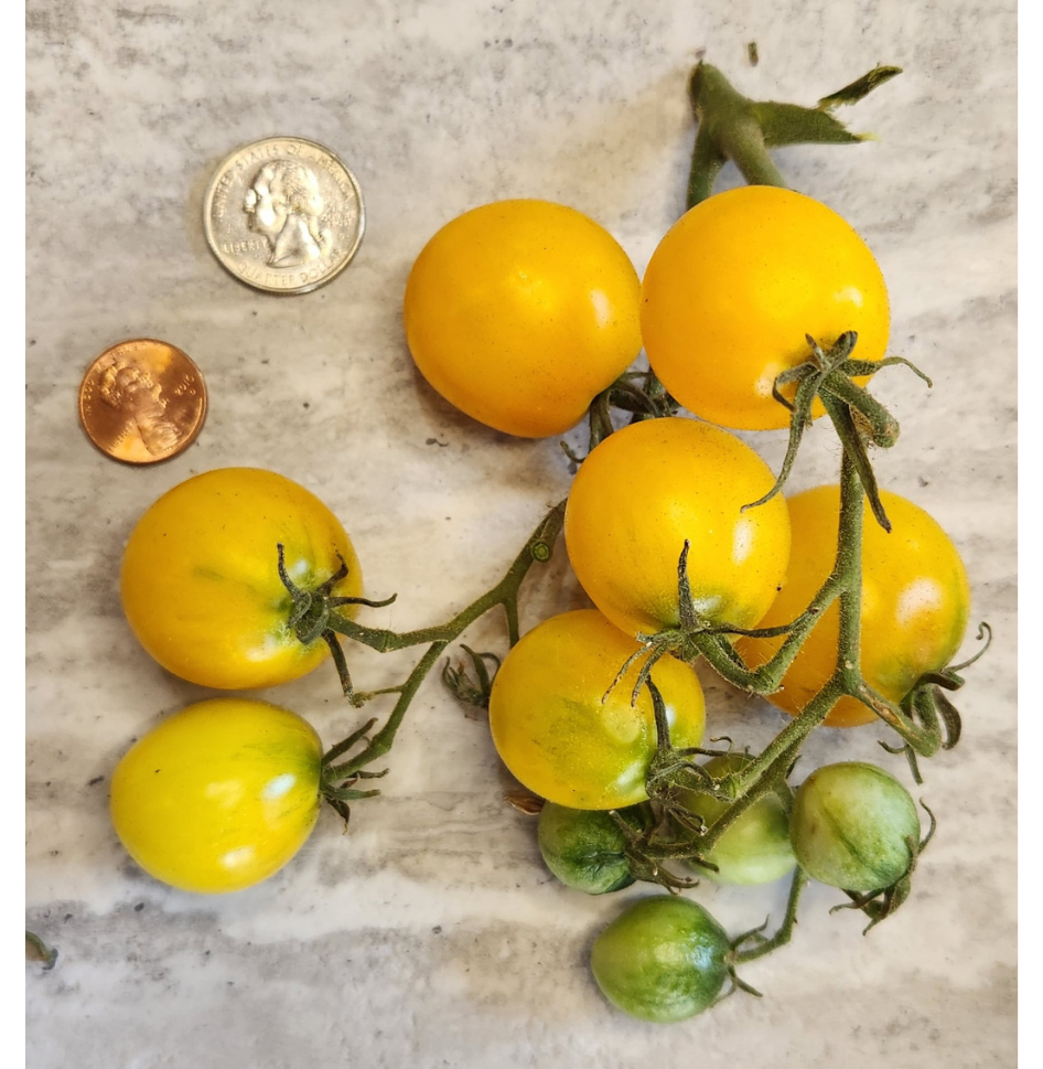 Canary Kiss Cherry Tomato