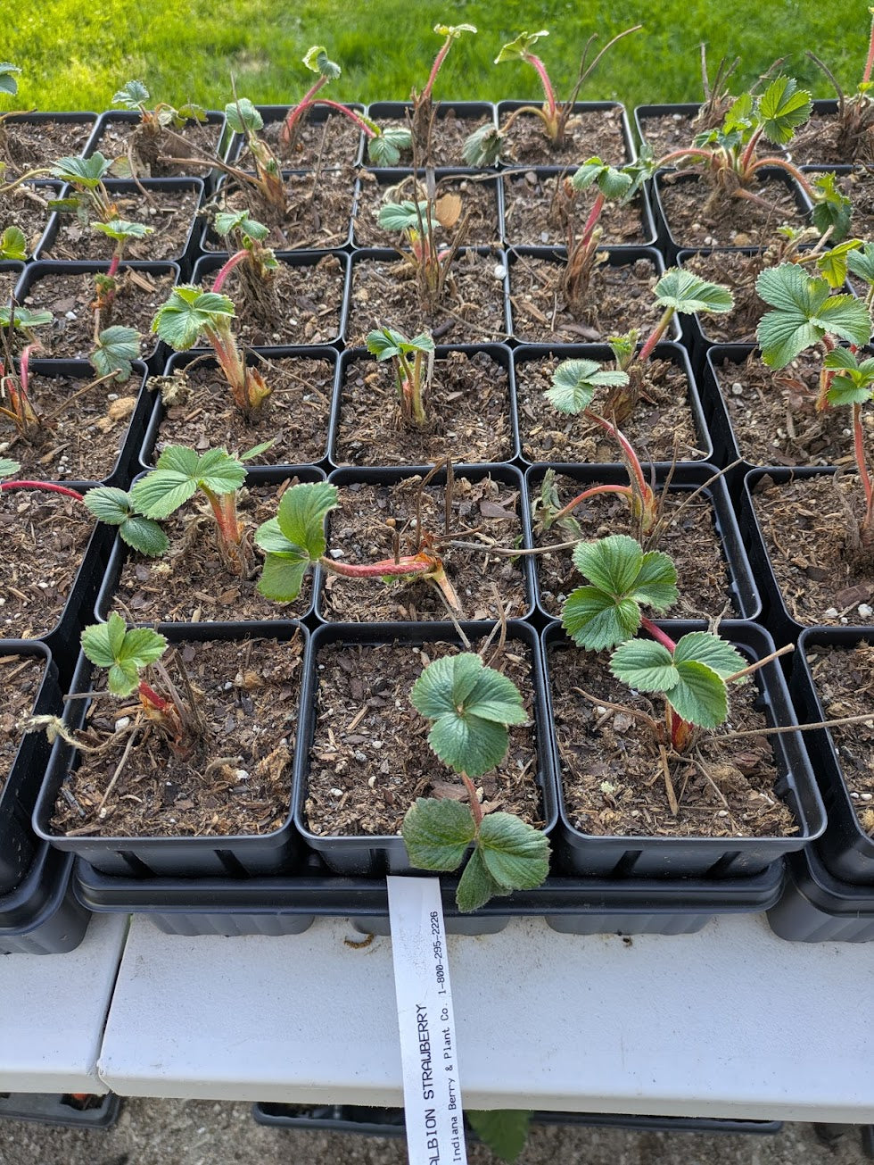 Albion Everbearing Strawberry 3.5in