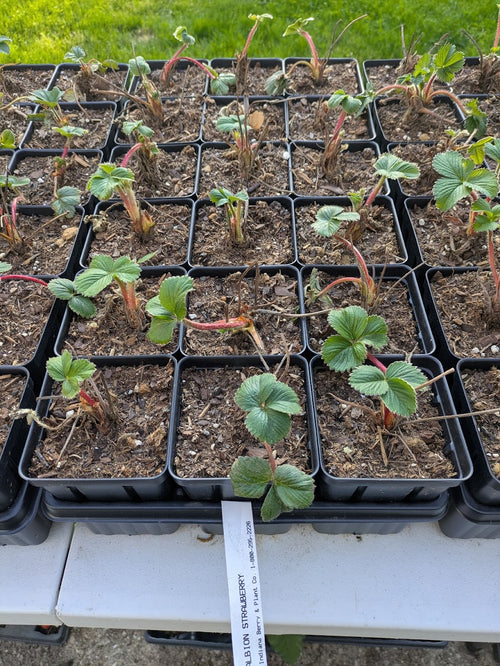 Albion Everbearing Strawberry 3.5in