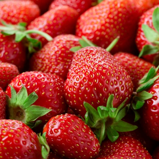 Albion Everbearing Strawberry 3.5in