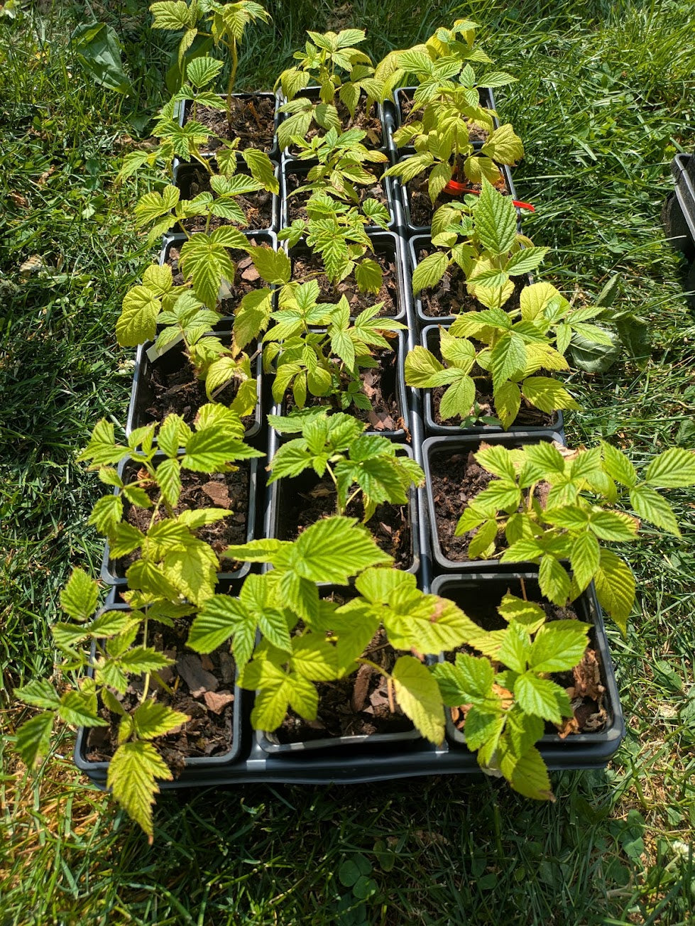 Anne Everbearing Yellow Raspberry