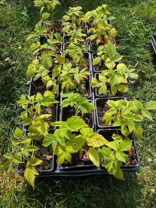 Anne Everbearing Yellow Raspberry