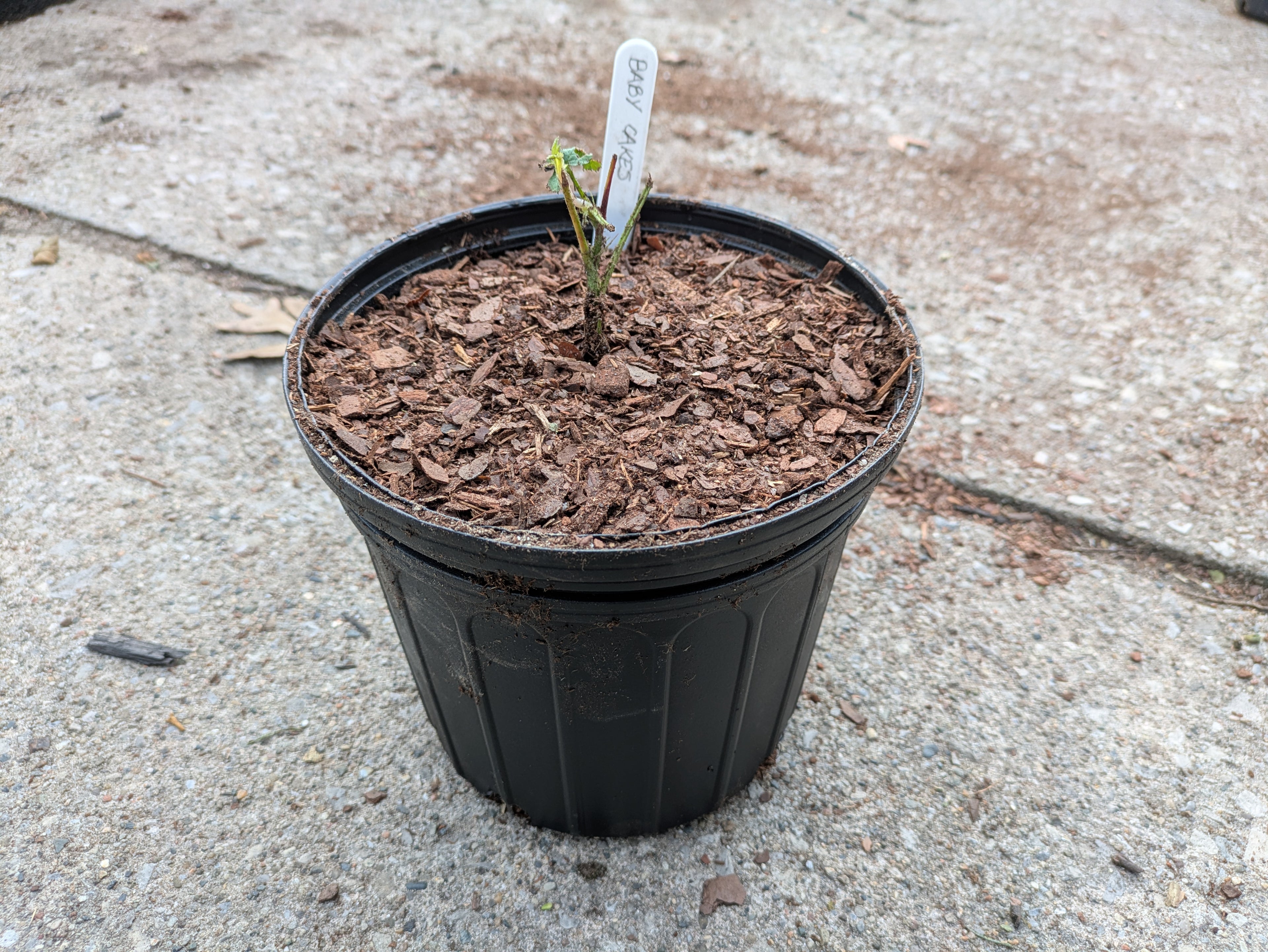 Baby Cakes Blackberry 1gal