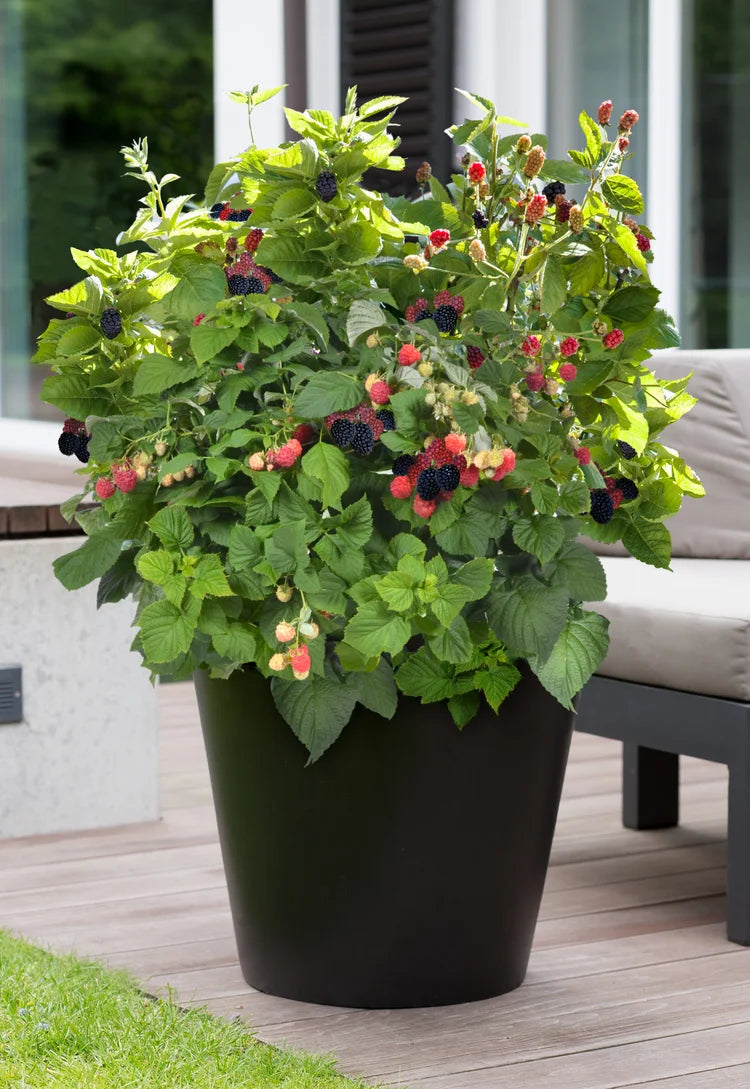 Baby Cakes Blackberry 1gal