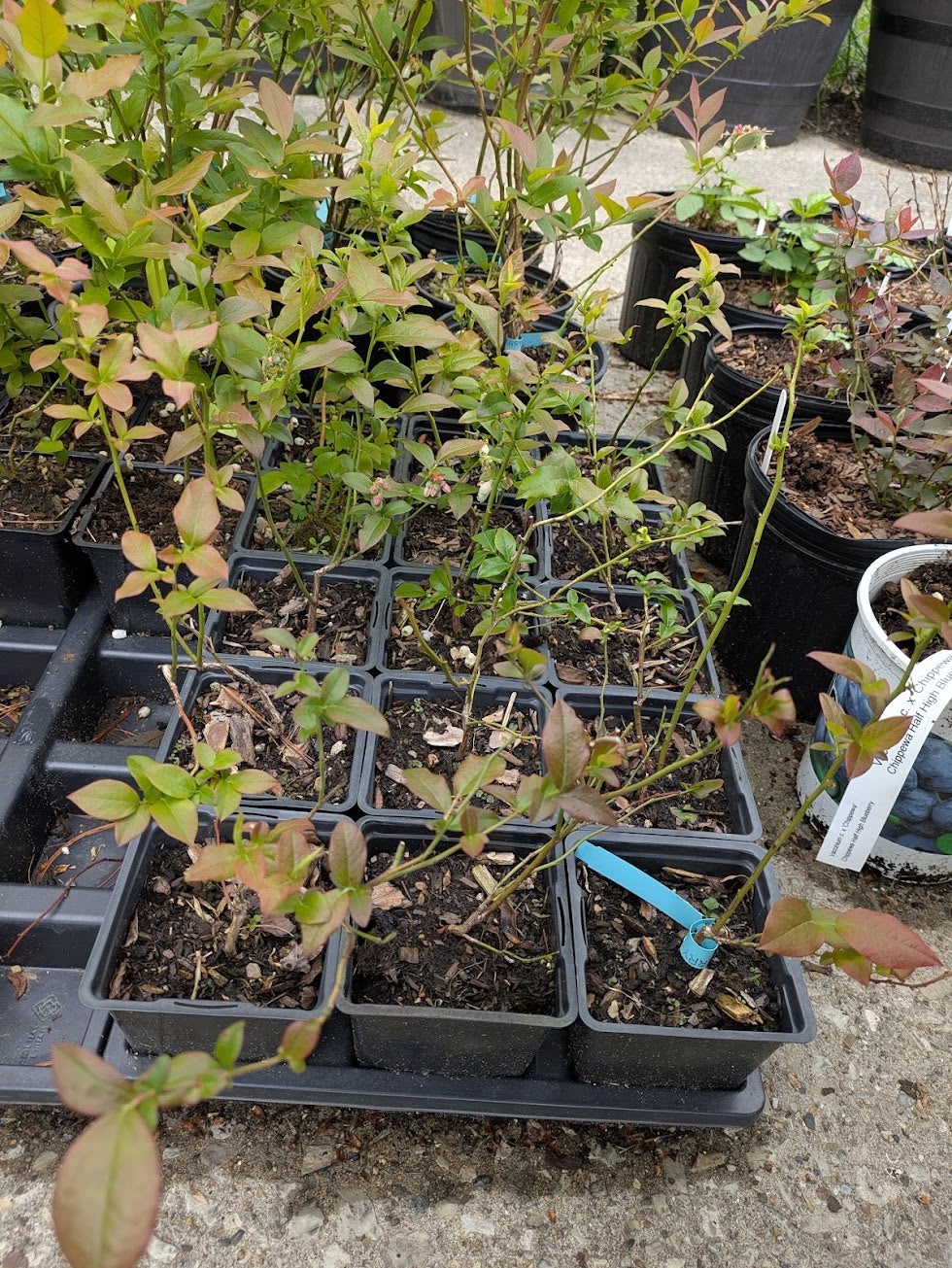 Blue Crop Blueberry 1L