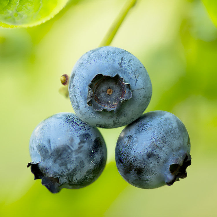 Blue Crop Blueberry 1L