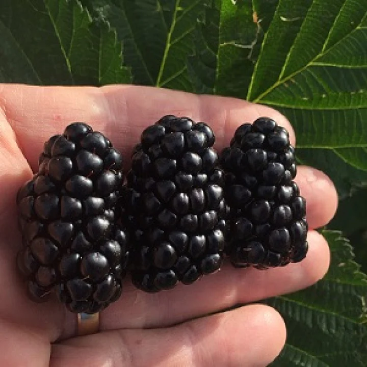 Caddo Blackberry 3.5in
