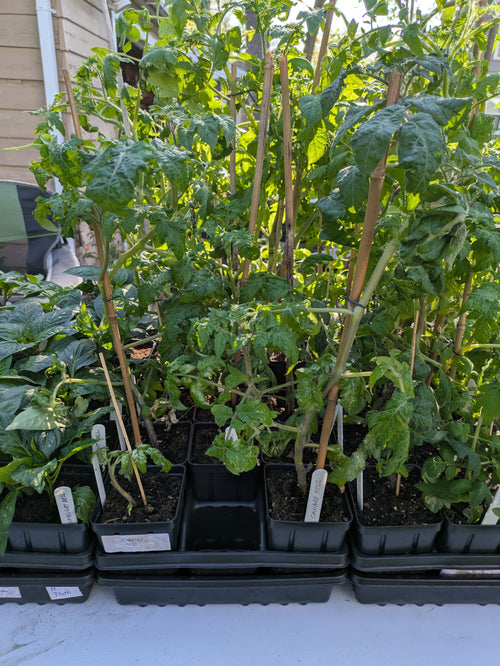 Canary Kiss Cherry Tomato