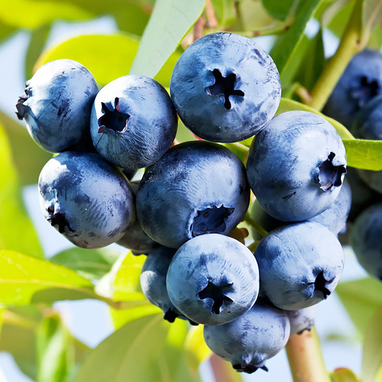 Chandler Blueberry 1gal