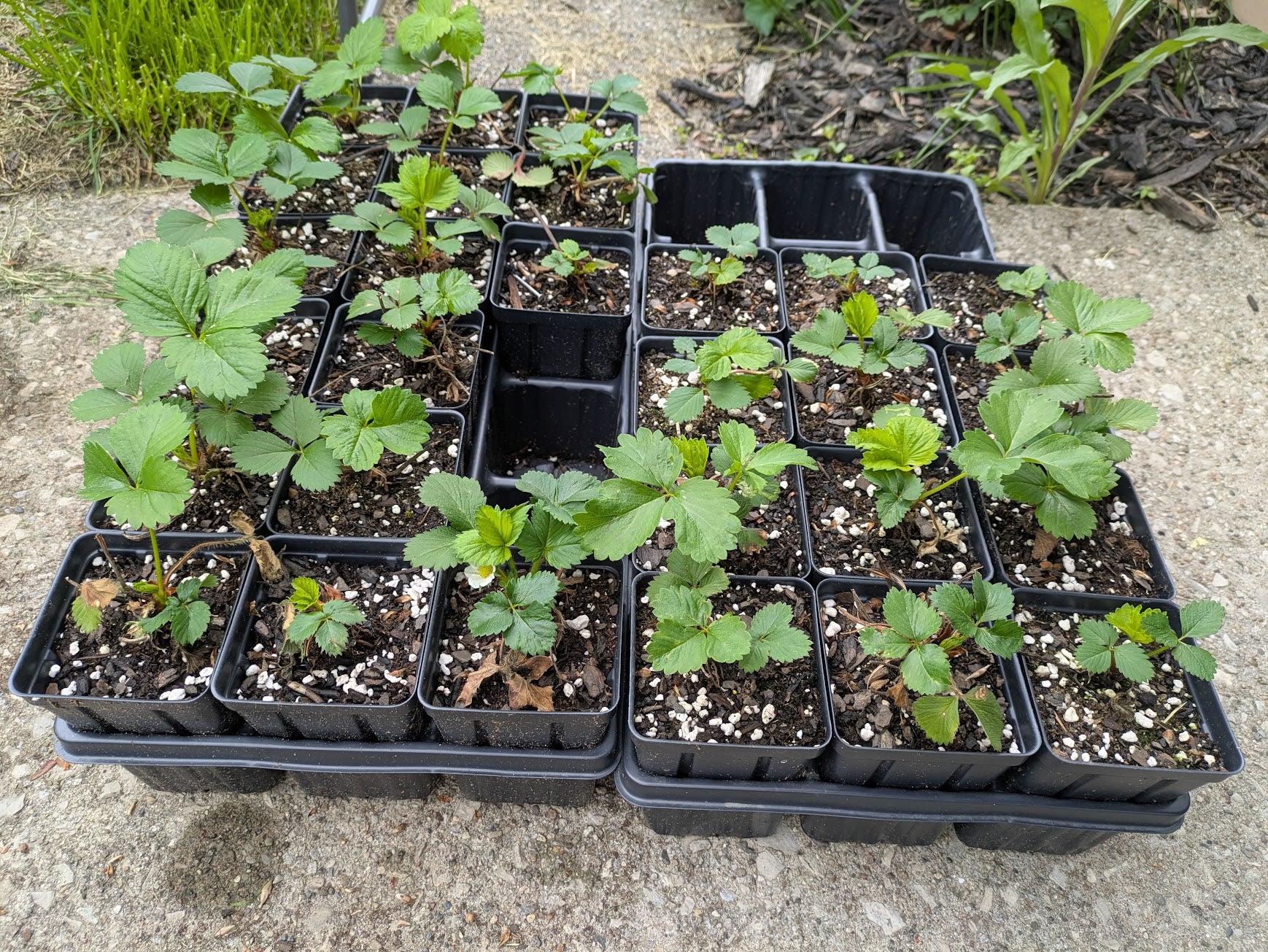 Charlotte Everbearing Strawberry 3.5in