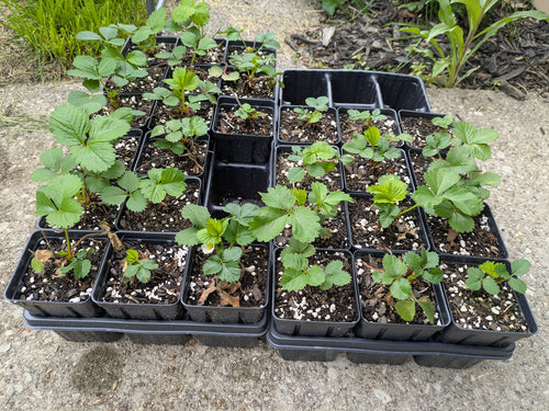 Charlotte Everbearing Strawberry 3.5in