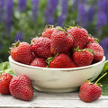 Charlotte Everbearing Strawberry 3.5in
