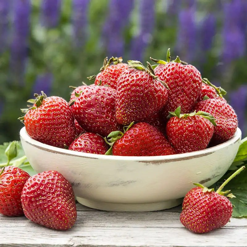 Charlotte Everbearing Strawberry 3.5in