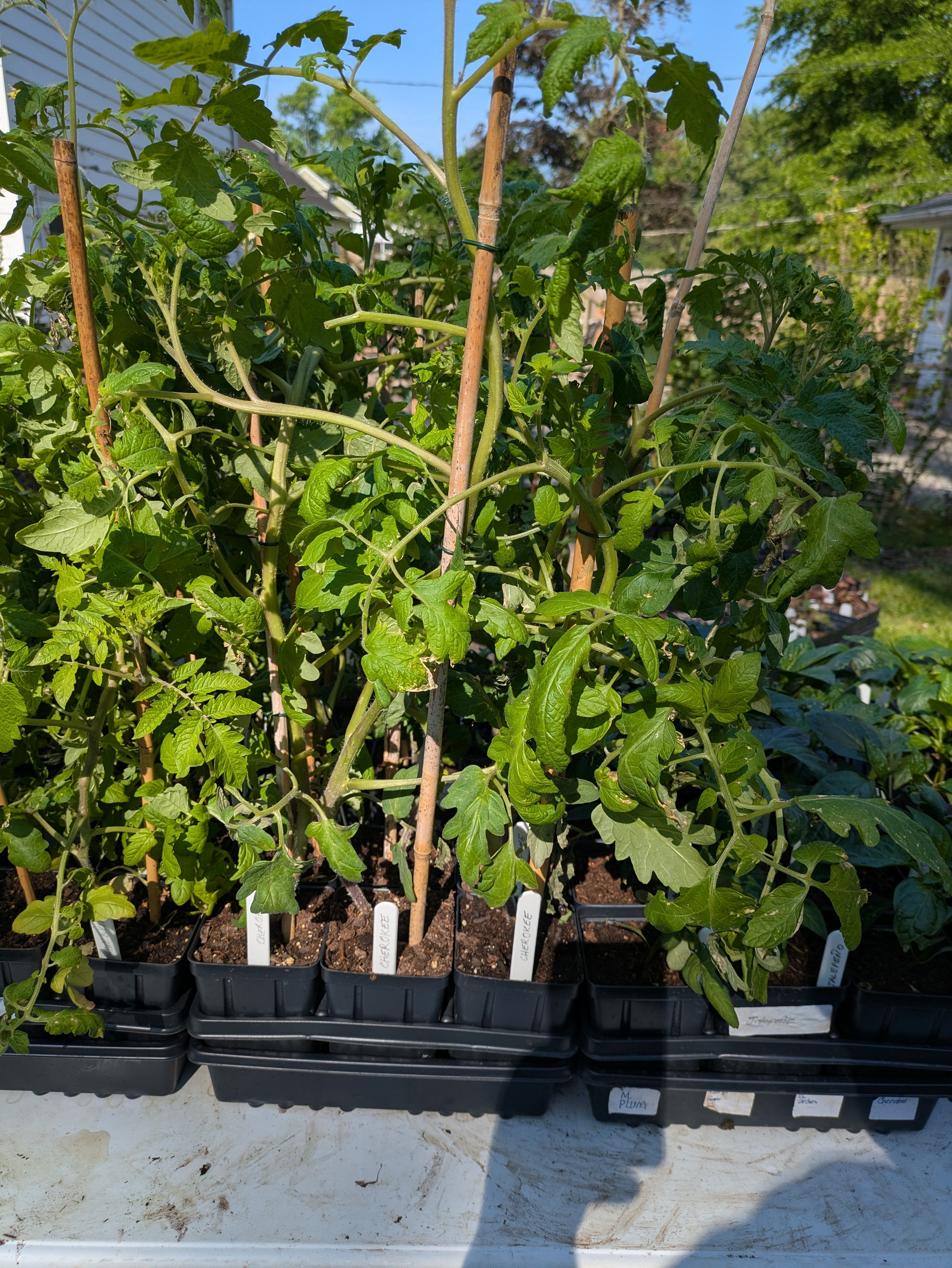 Cherokee Lime Stripes Beefsteak Tomato