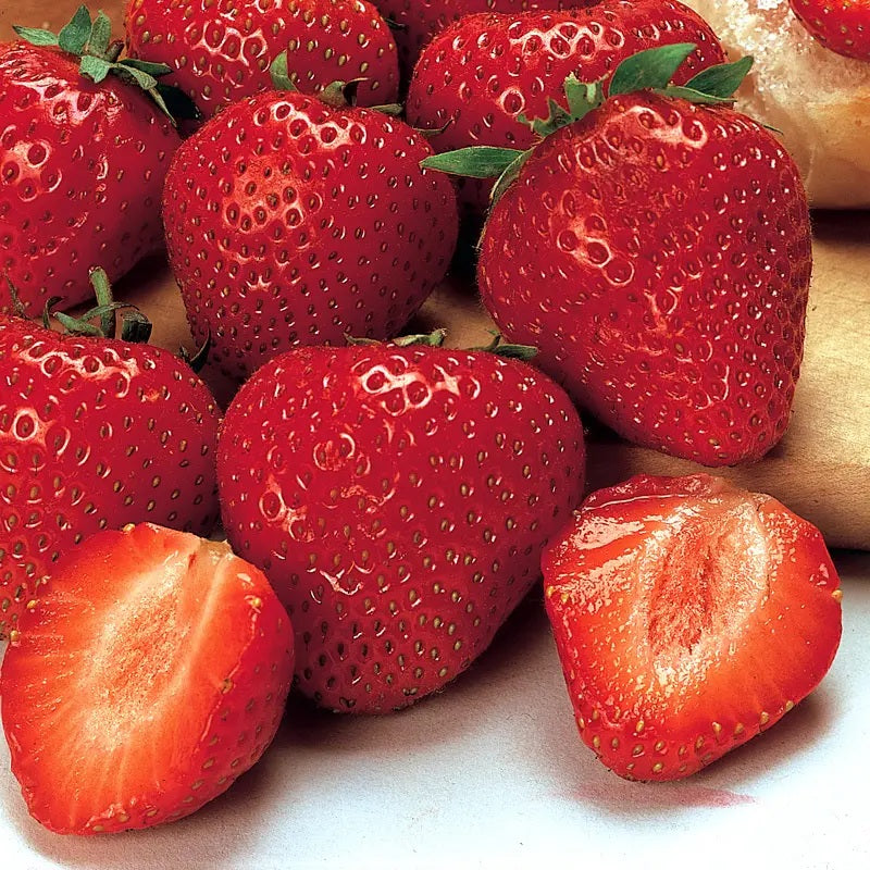 Earliglow June Bearing Strawberry 3.5in