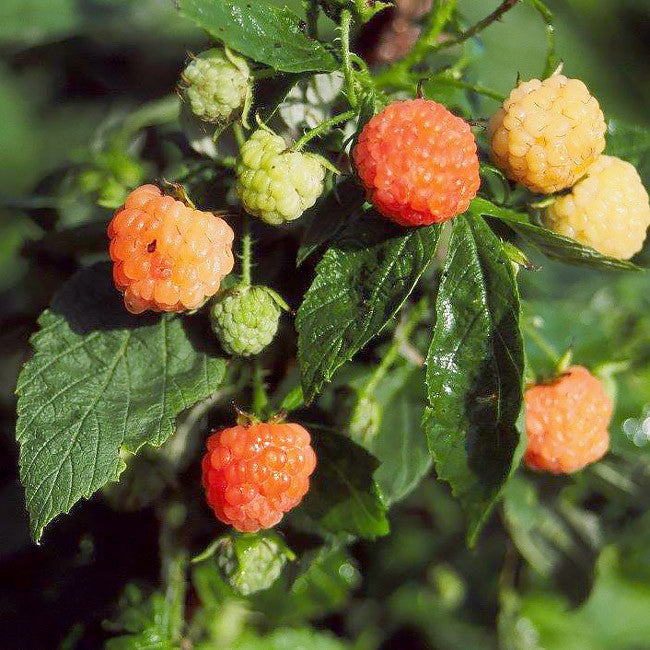 Fall Gold Raspberry 3.25in