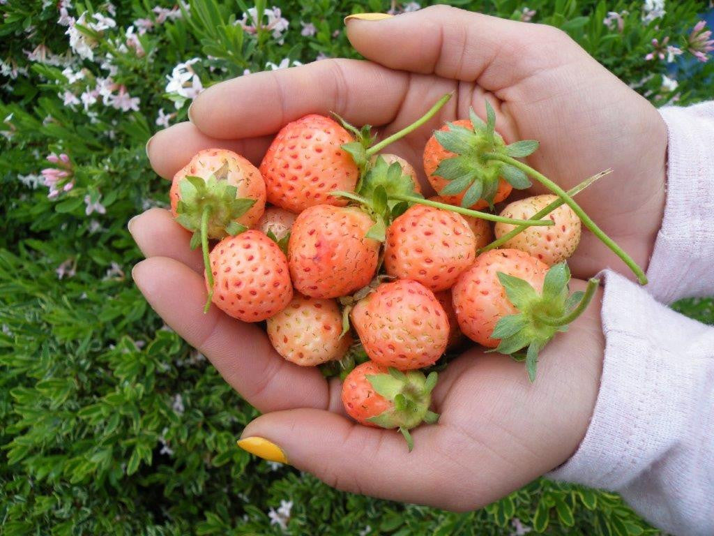 Flamingo Strawberry 2in