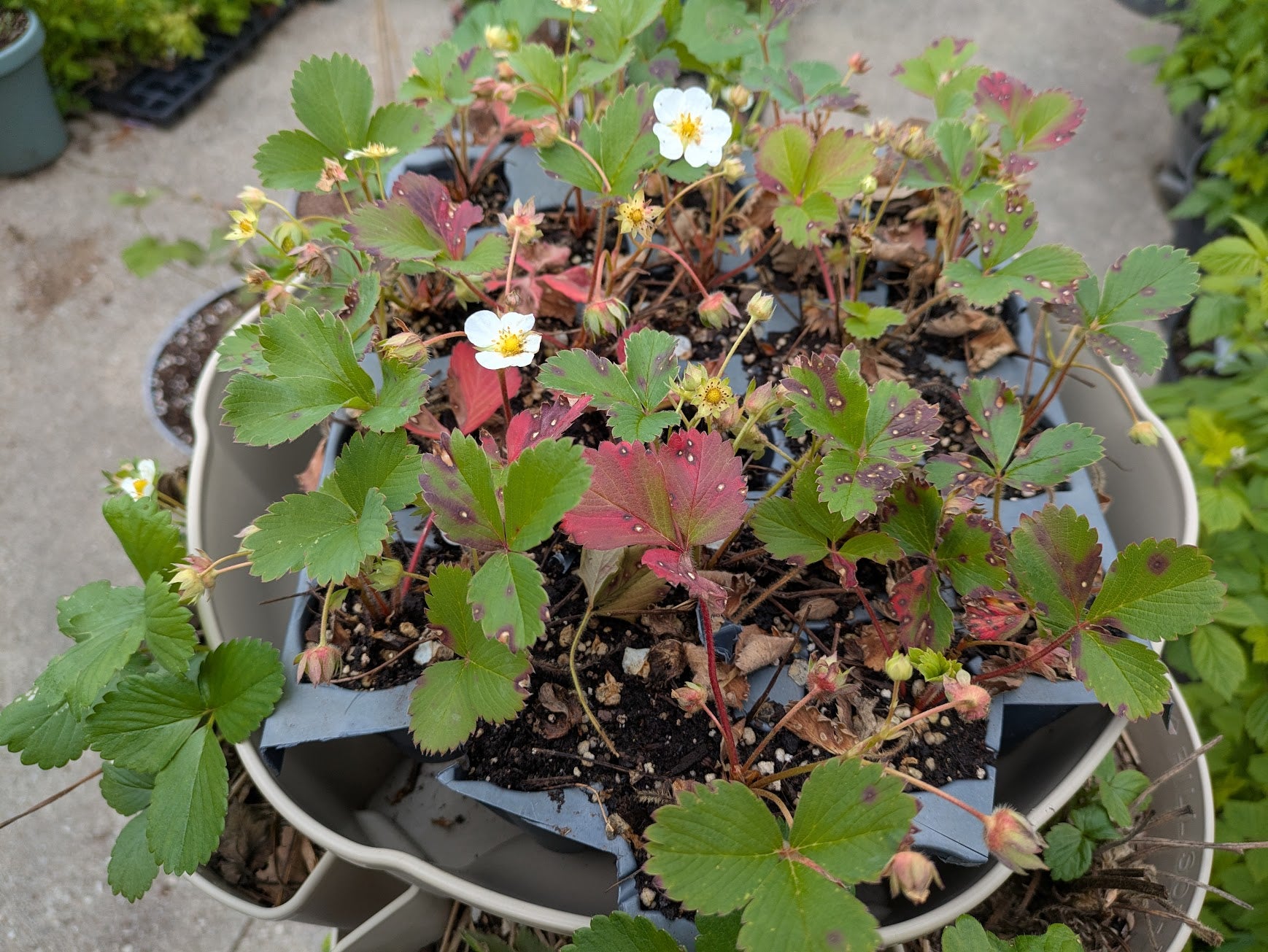 Flamingo Strawberry 2in