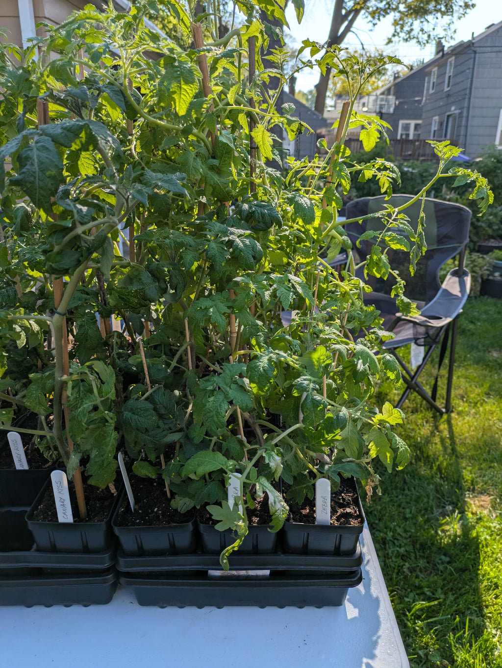Gold Zebra Plum Tomato