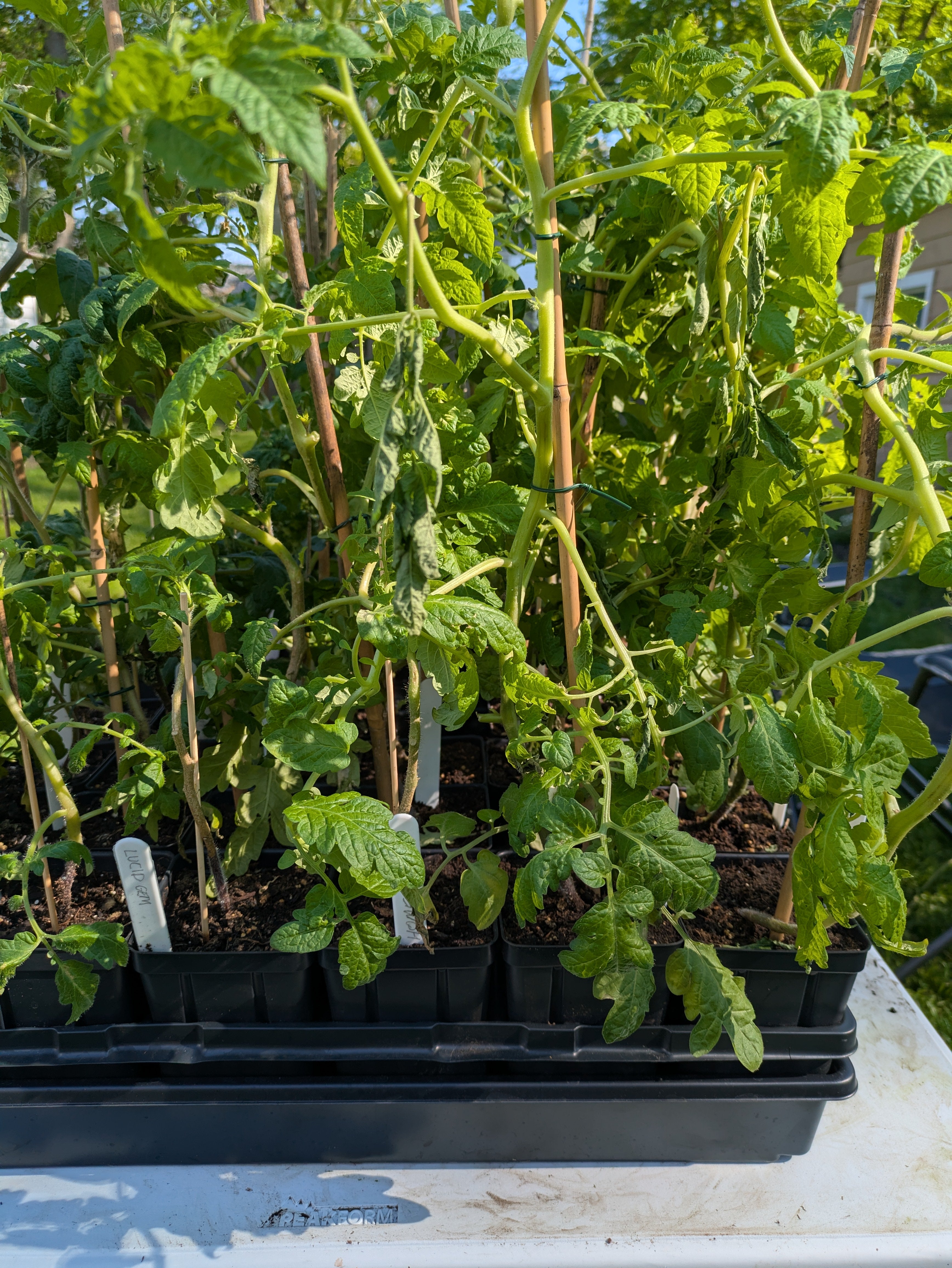 Homestead Slicer Tomato