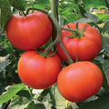 Homestead Slicer Tomato