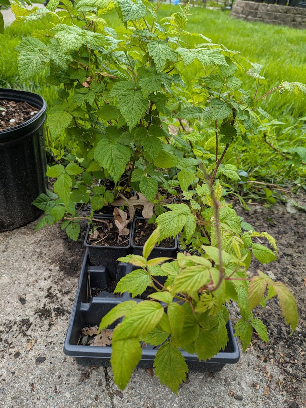 Jacyln Red Raspberry 3.25in