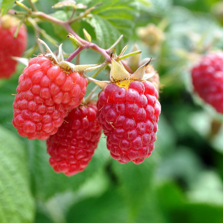 Jacyln Red Raspberry 3.25in