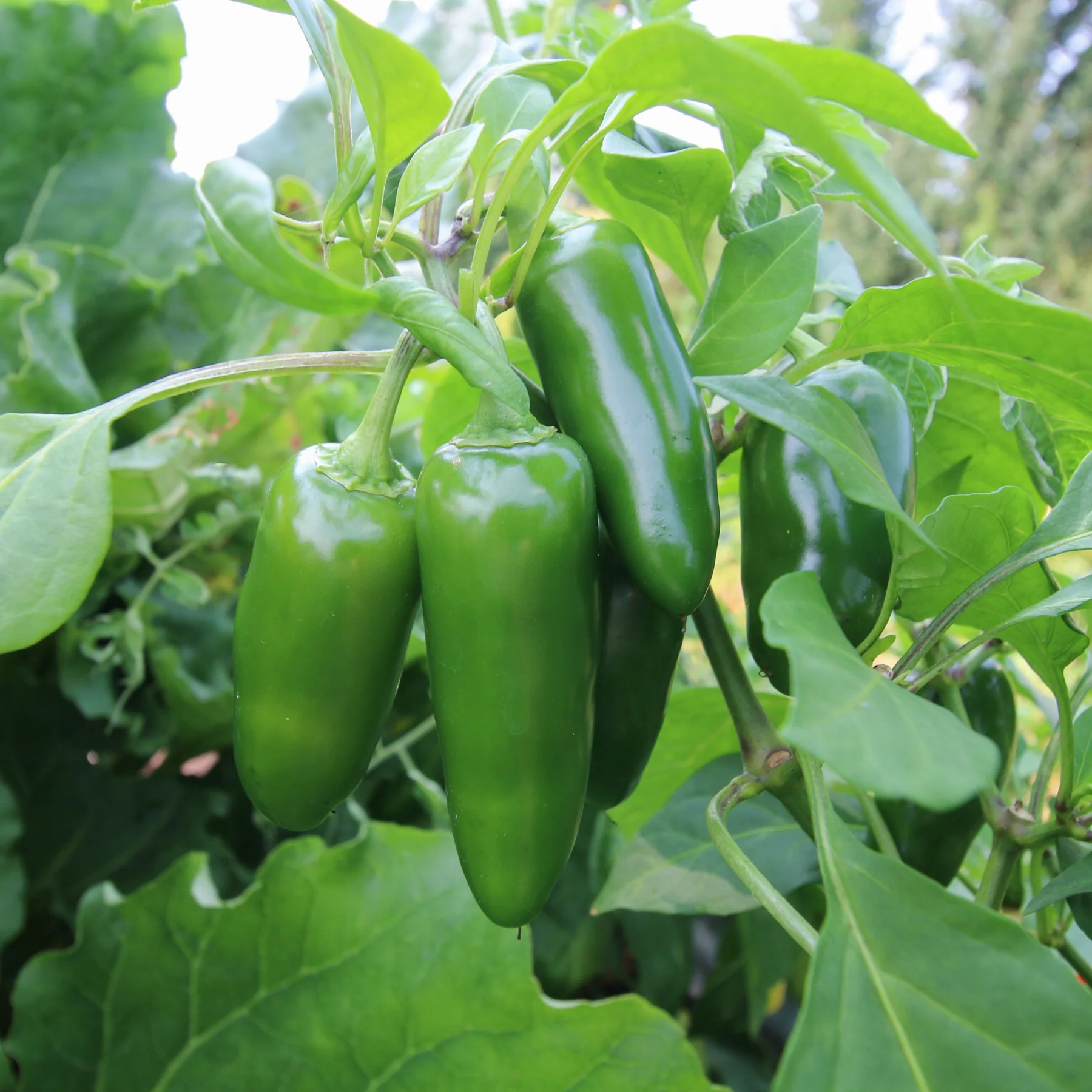 Jalapeno Pepper