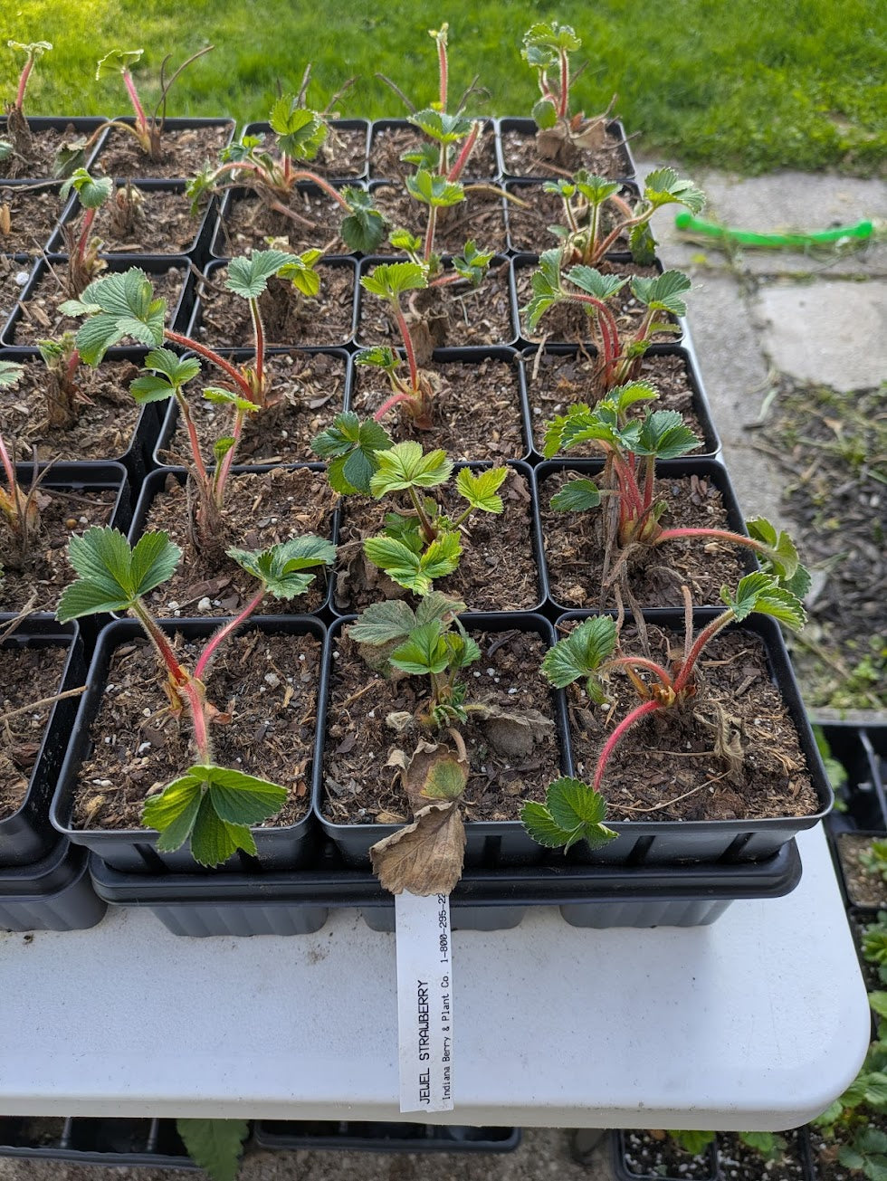 Jewel June Bearing Strawberry 3.5in