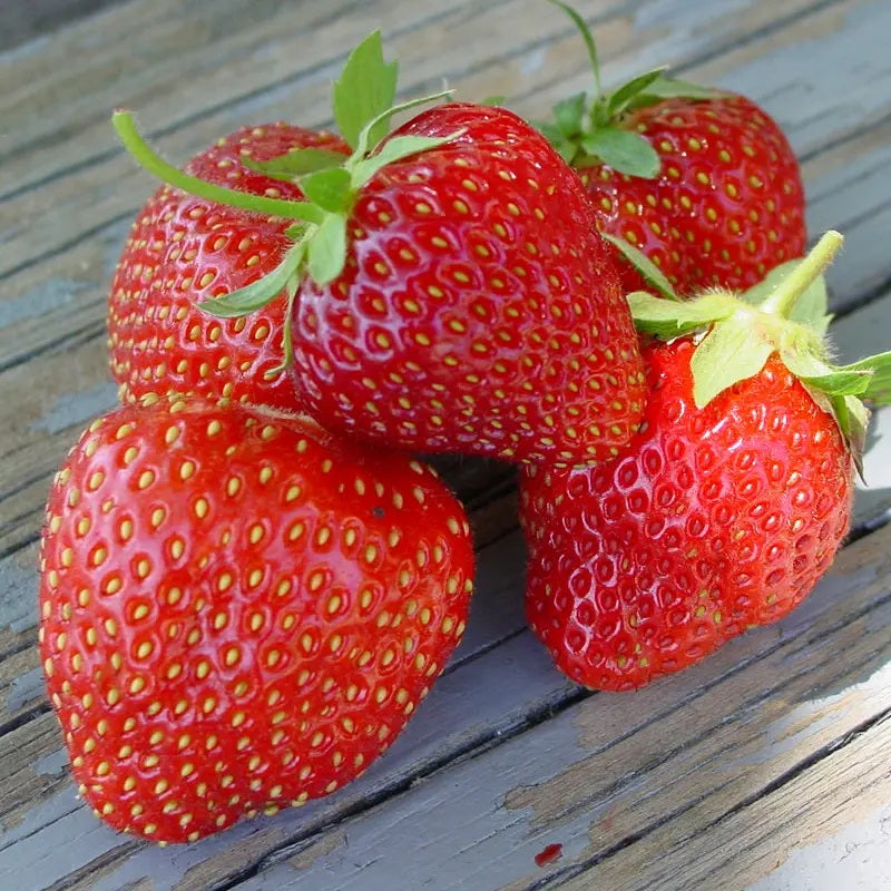 Jewel June Bearing Strawberry 3.5in