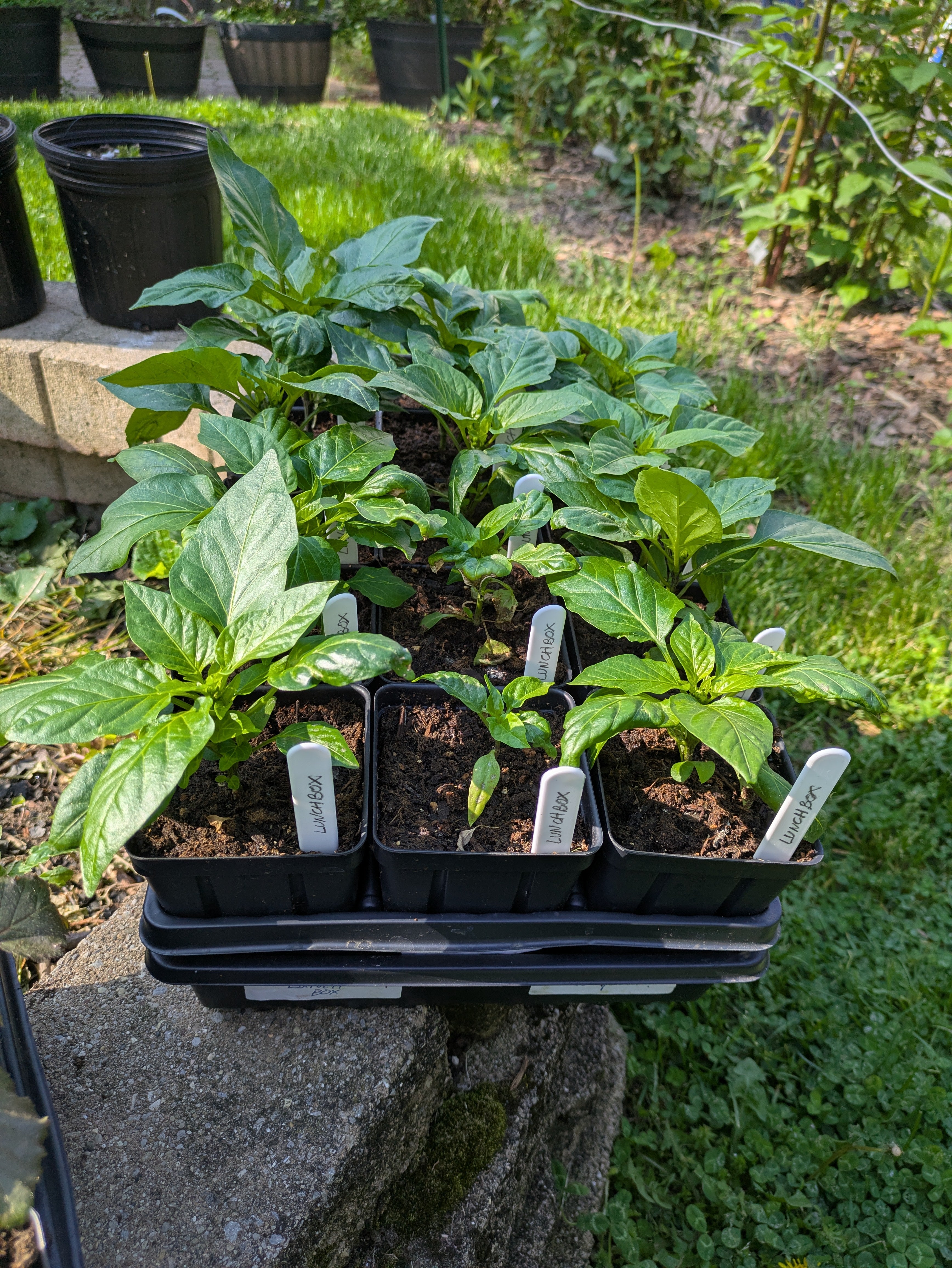 Lunchbox Pepper