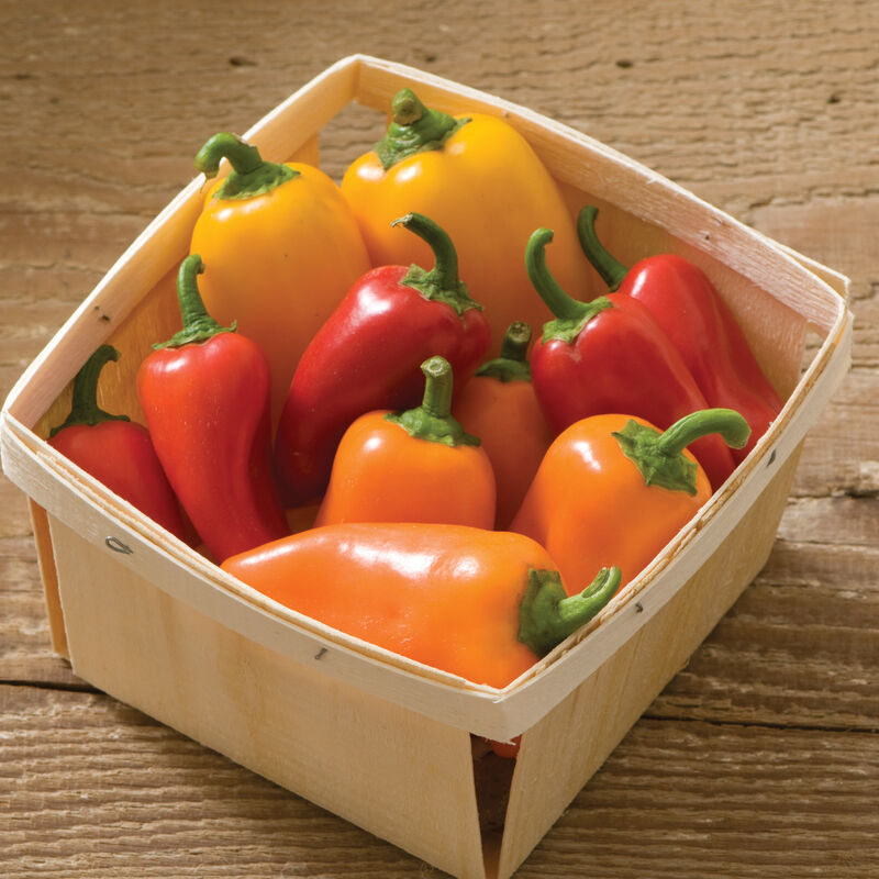 Lunchbox Pepper