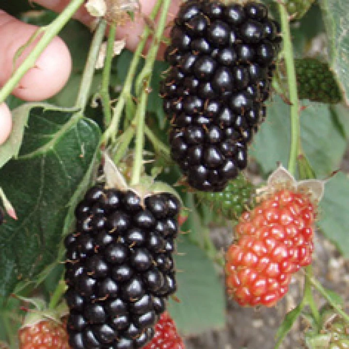 Natchez Blackberry 3.5in