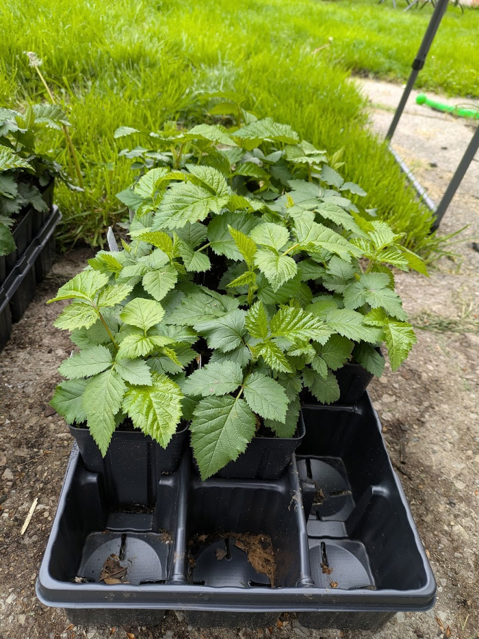 Natchez Blackberry 3.5in