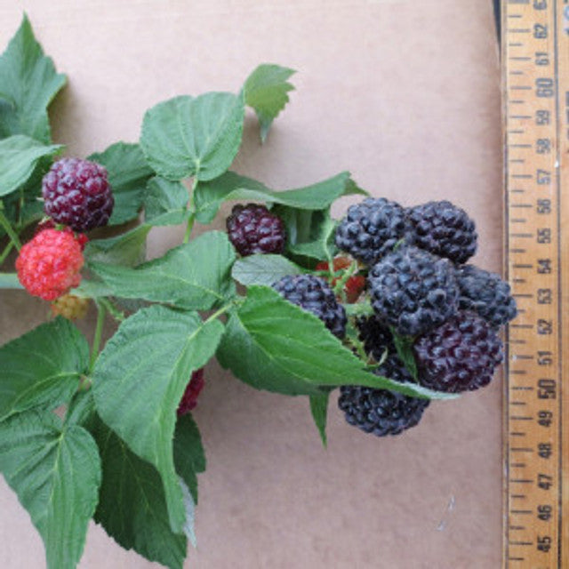 Ohio Treasure Black Raspberry 3.25in
