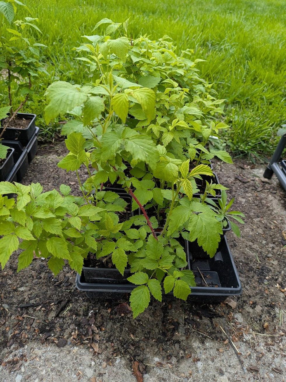 Ohio Treasure Black Raspberry 3.25in