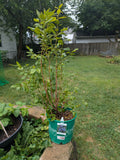Duke Blueberry 2gal