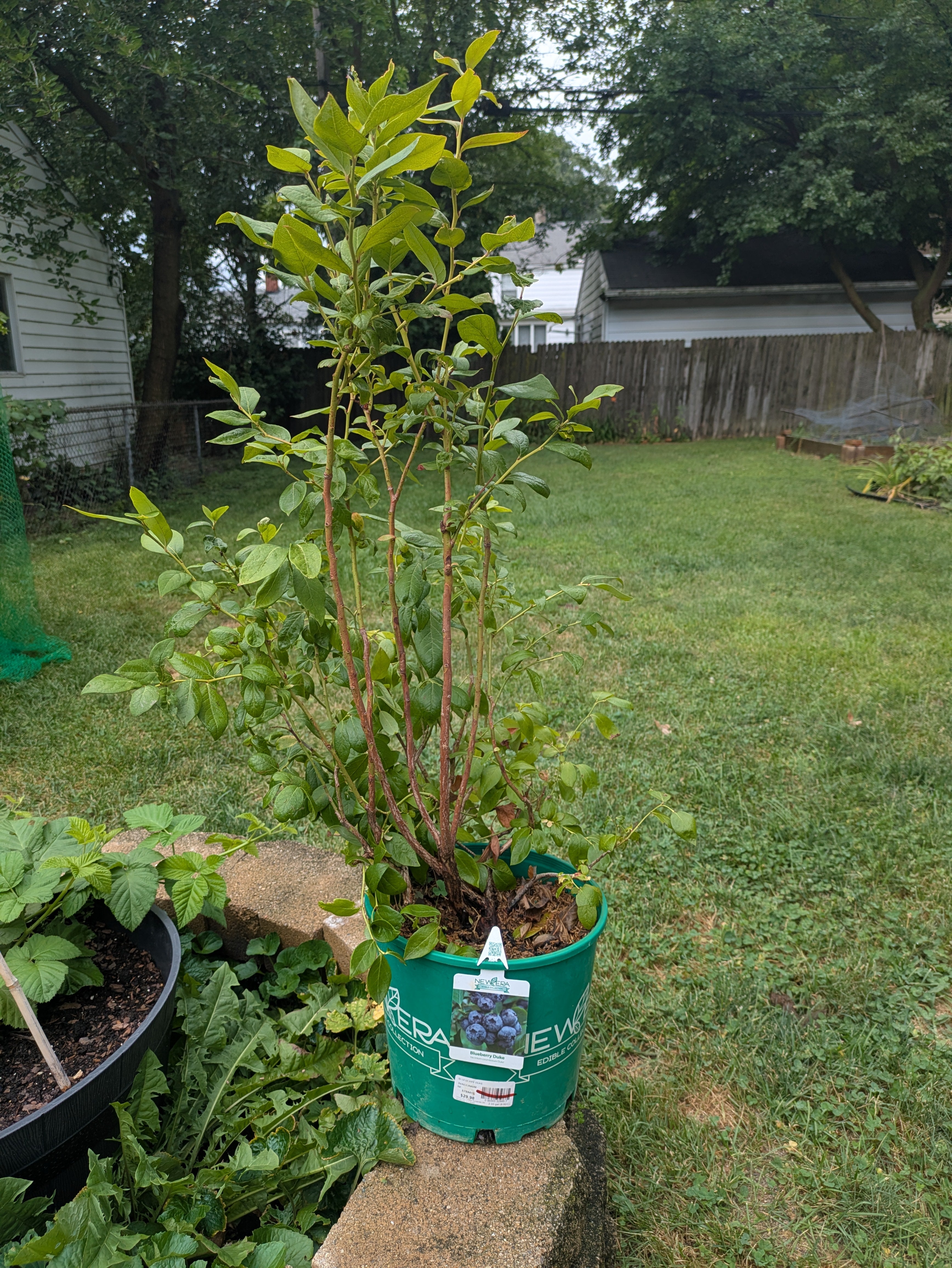 Duke Blueberry 2gal