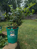 Patriot Blueberry 4gal