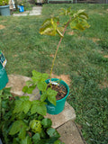 Columbia Giant Blackberry 1gal