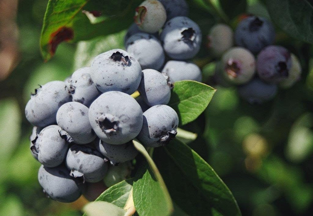 Patriot Blueberry 1L