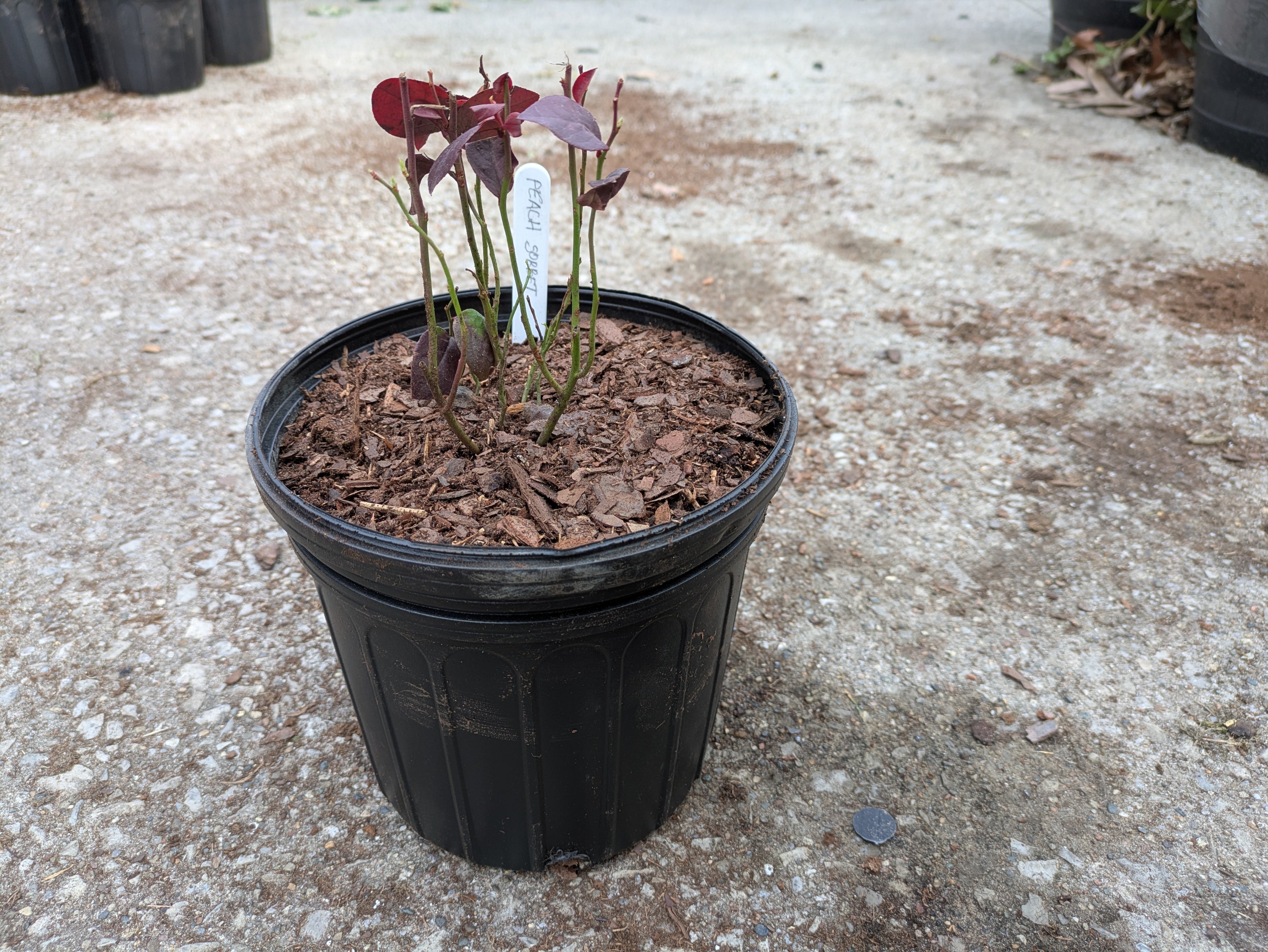 Peach Sorbet Blueberry 1gal