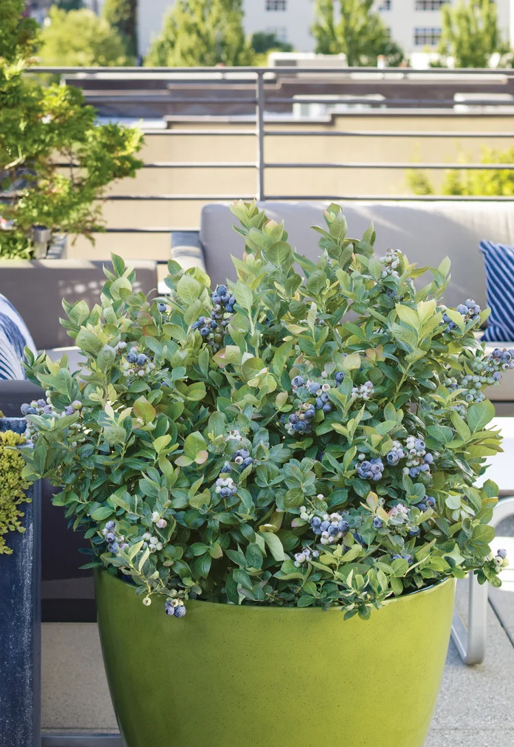 Peach Sorbet Blueberry 1gal