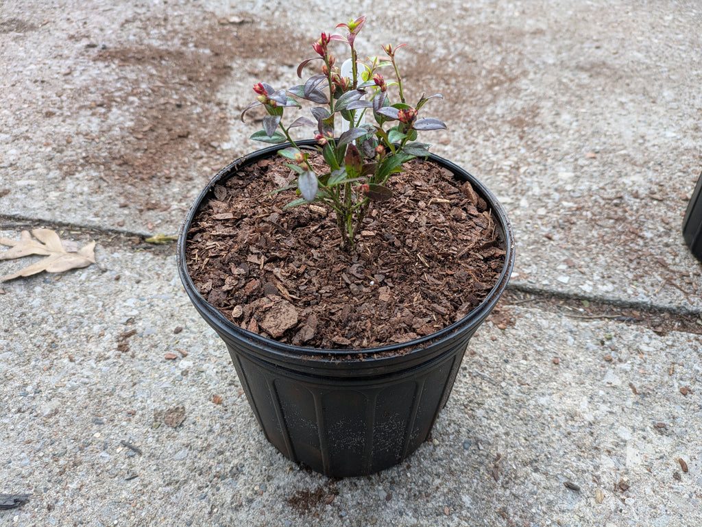 Pink Icing Blueberry 1gal