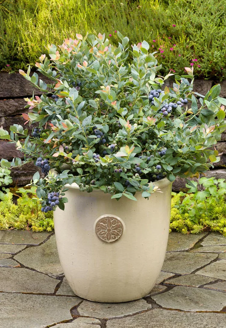 Pink Icing Blueberry 1gal