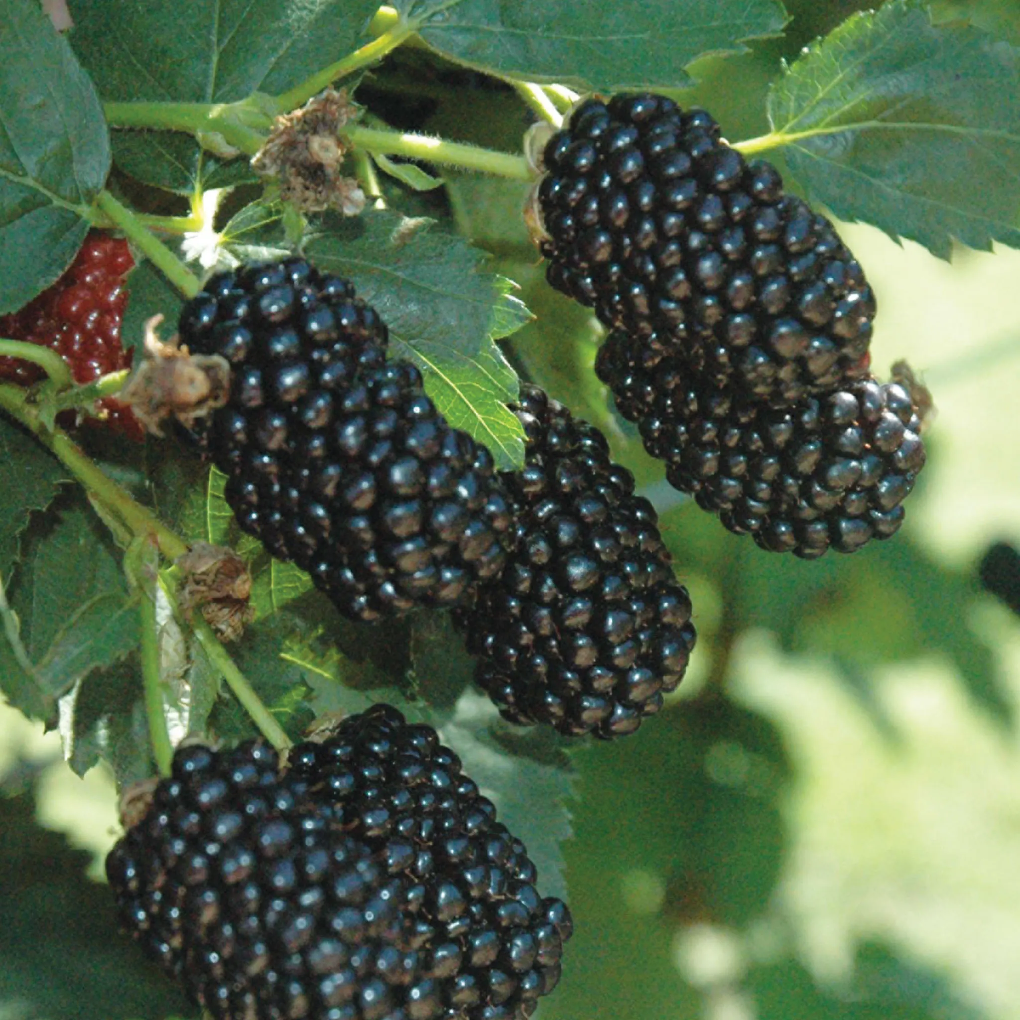 Prime-Ark Freedom Blackberry 3.5in