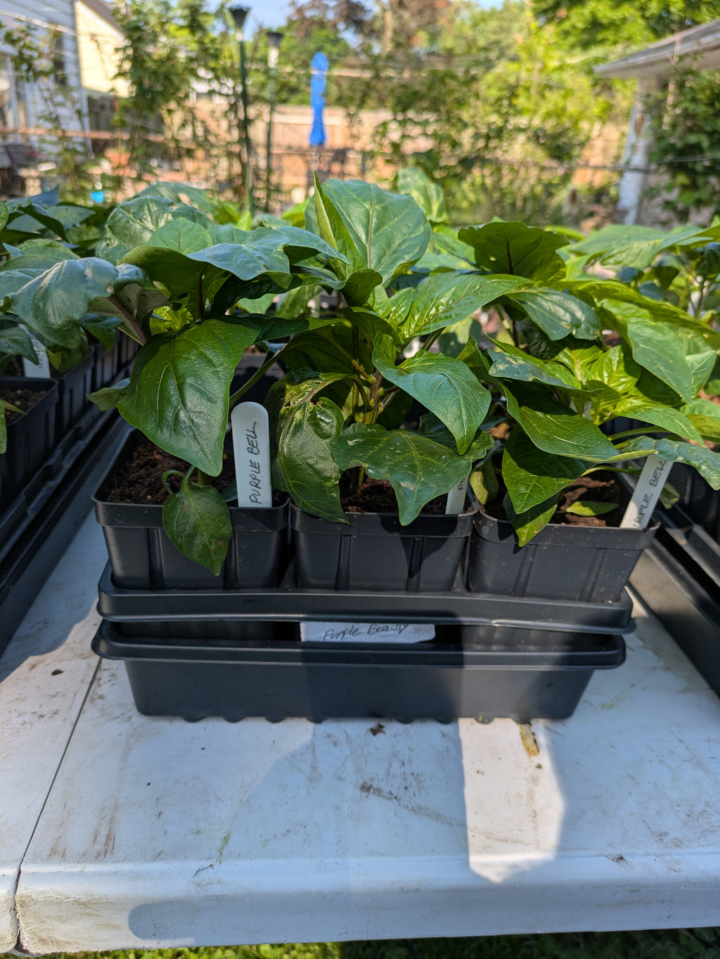 Purple Beauty Bell Pepper