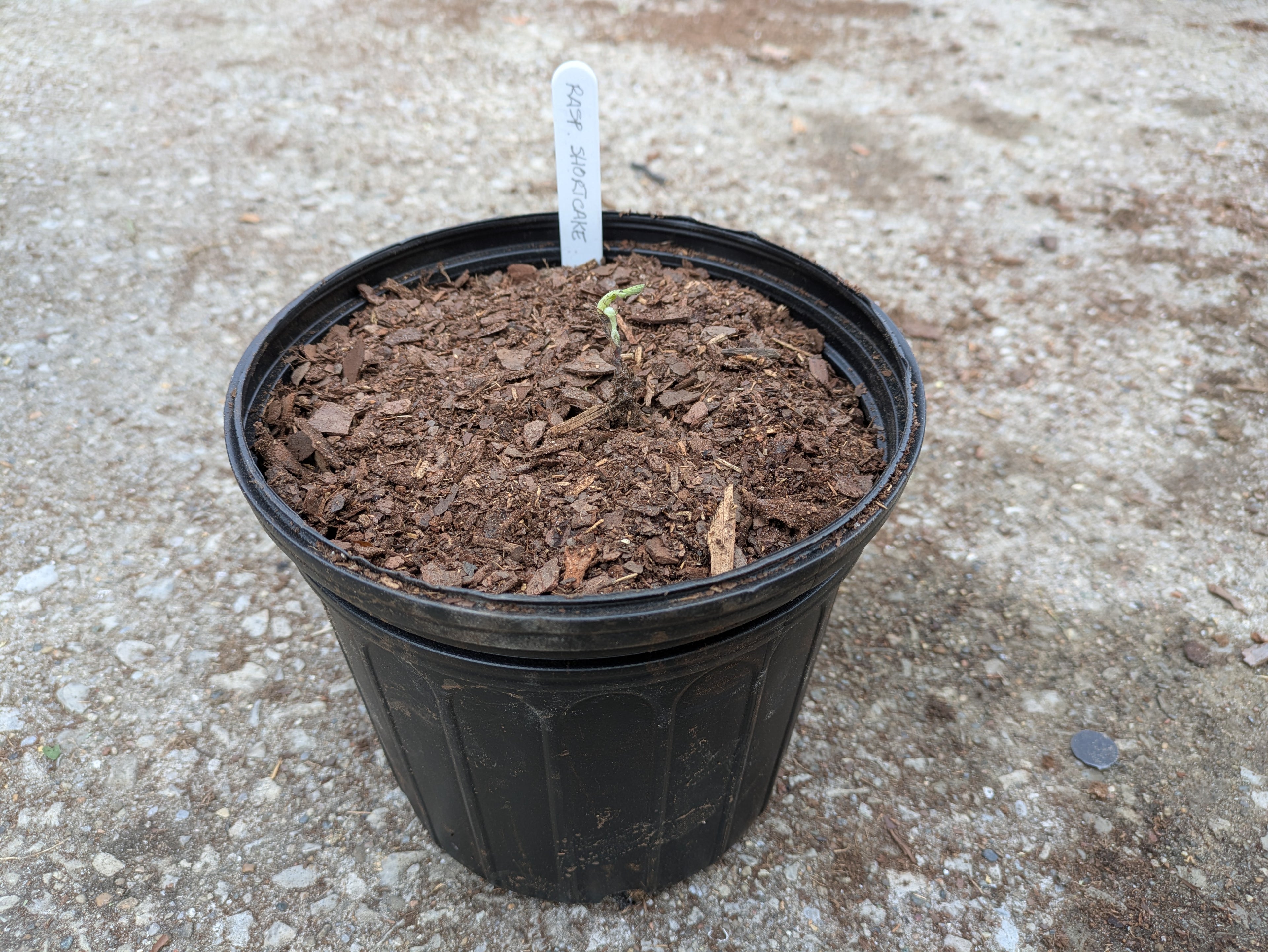 Raspberry Shortcake 1gal