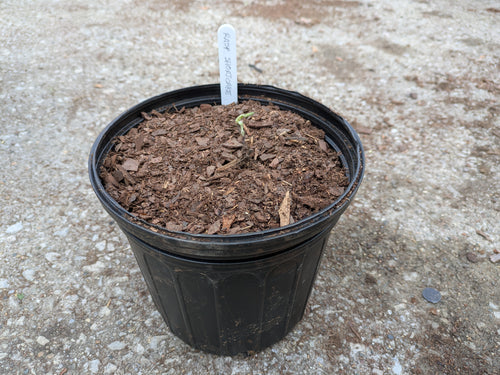 Raspberry Shortcake 1gal