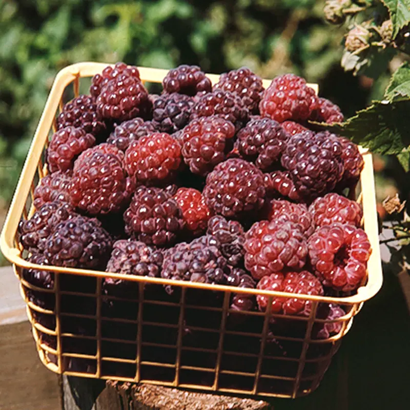 Royalty June Bearing Purple Raspberry